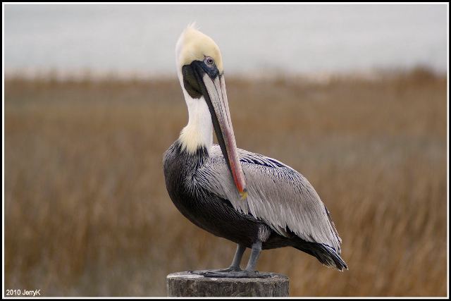 Brown Pelican